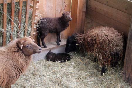 Oessant-Schafe mit neugeborenem Lamm