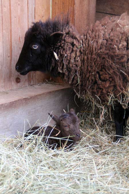 qessant-Schaf mit neugeborenem Lämmchen